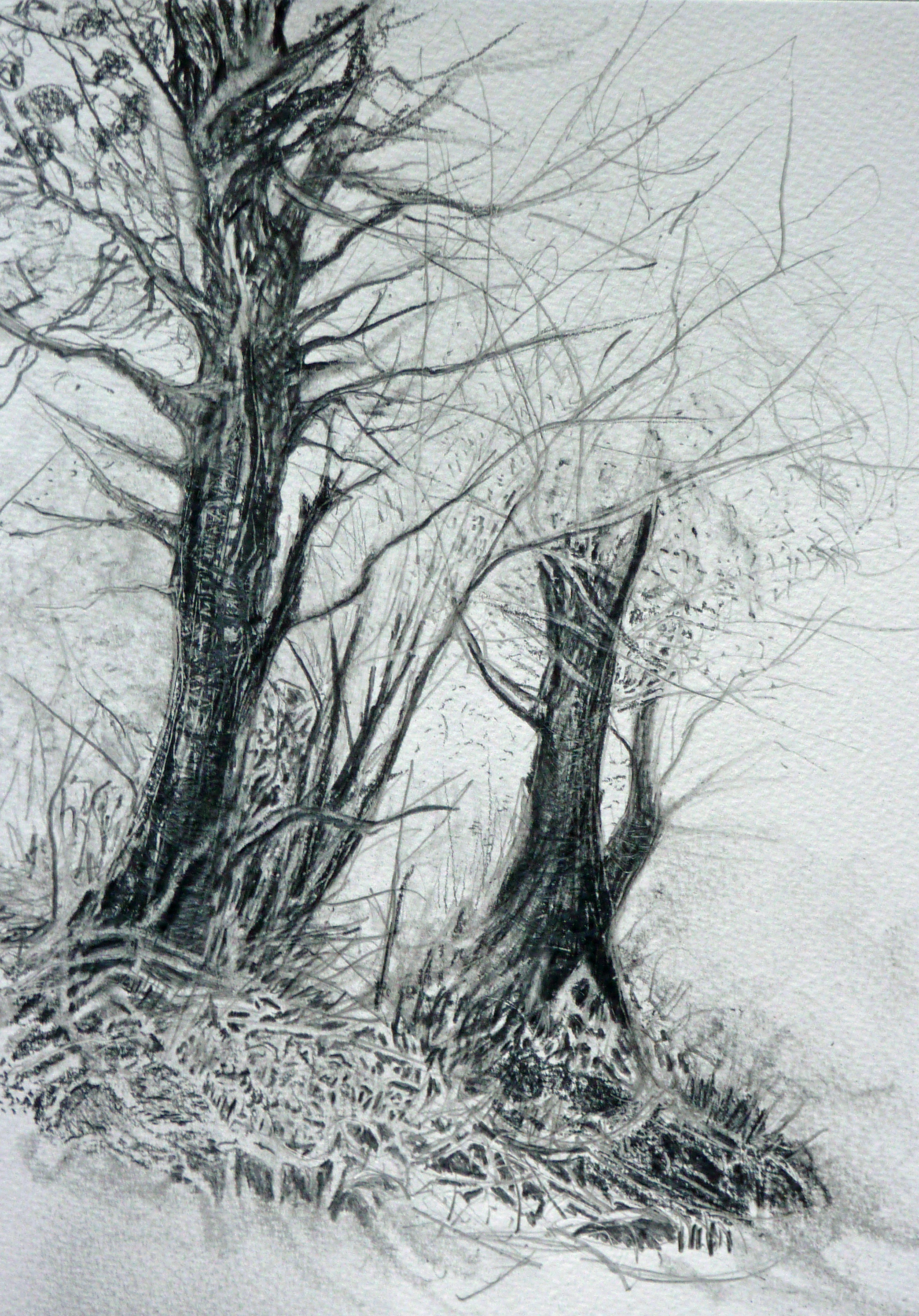 Pencil tree drawings by Imogen Kilfoyle