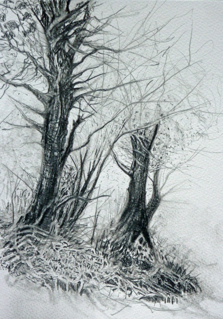 Pencil tree drawings by Imogen Kilfoyle